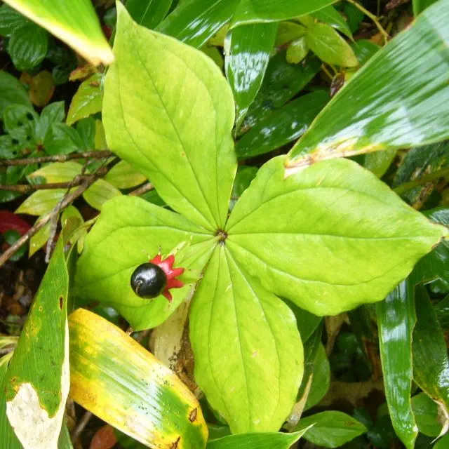 ツクバネソウ ツクバネソウ