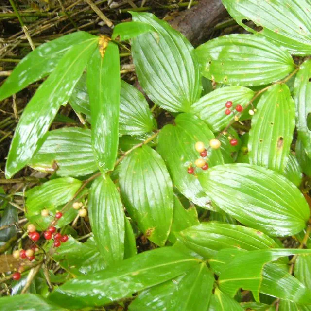 ユキザサ ユキザサ