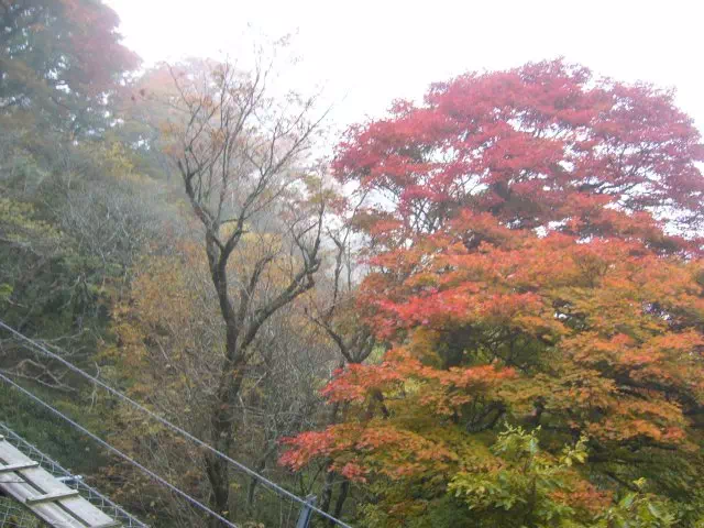 紅葉