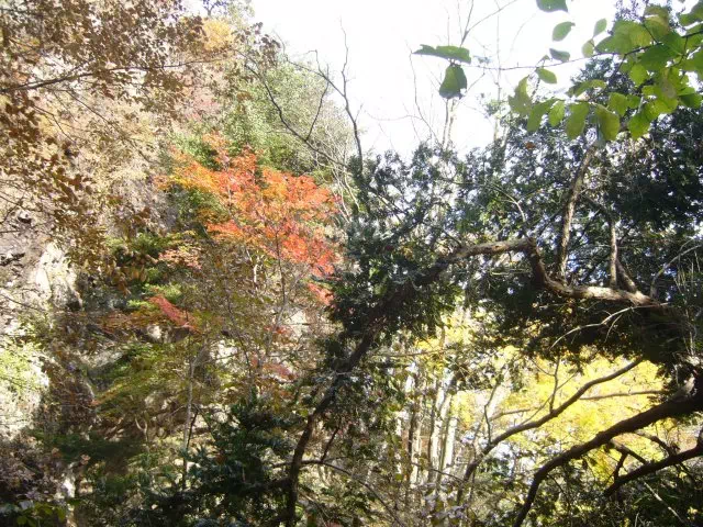 紅葉