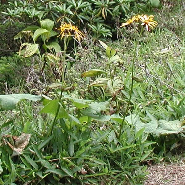 マルバダケブキ マルバダケブキ