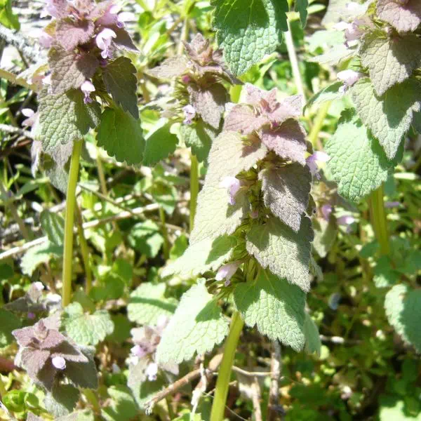 ヒメオドリコソウ