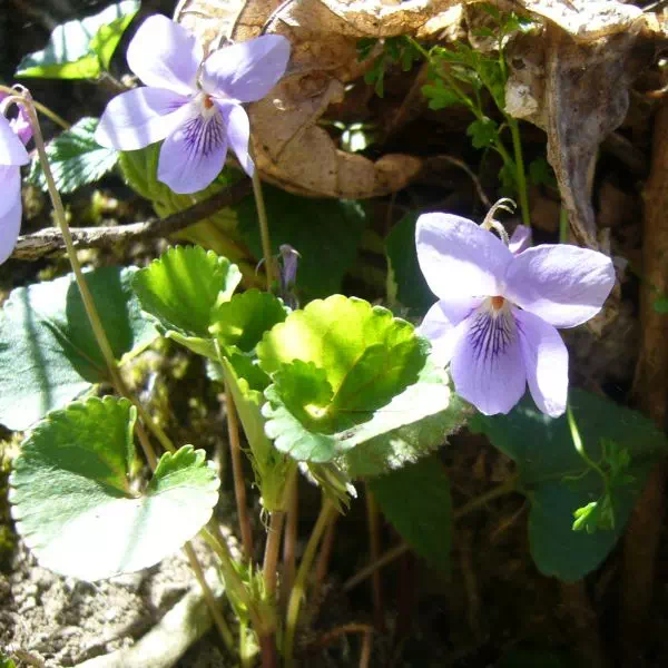 タチツボスミレ