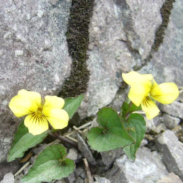 ダイセンキスミレ