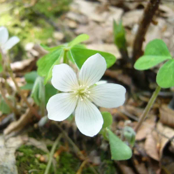 ミヤマカタバミ