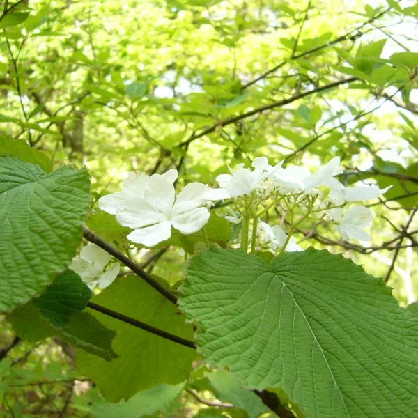 ムシカリ[オオカメノキ]