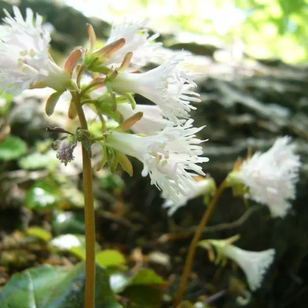 シロバナイワカガミ