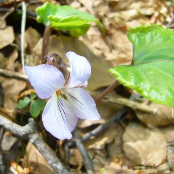 スミレサイシン