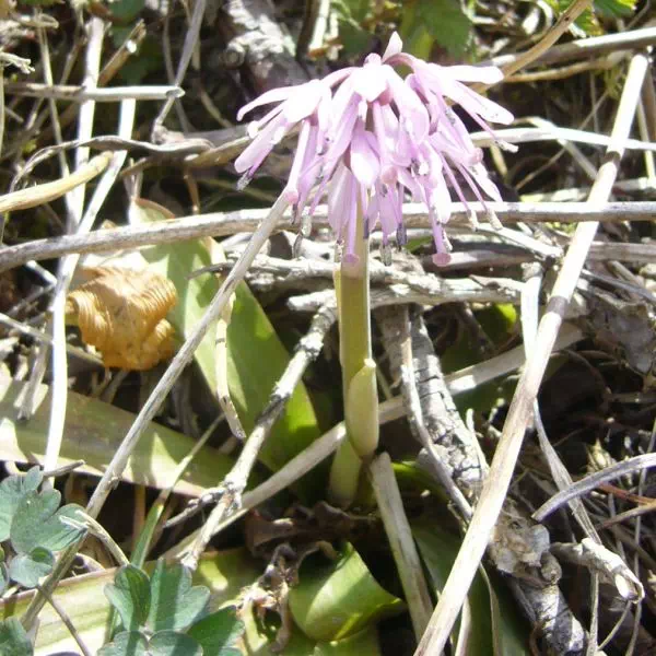 ショウジョウバカマ