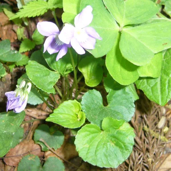 タチツボスミレ