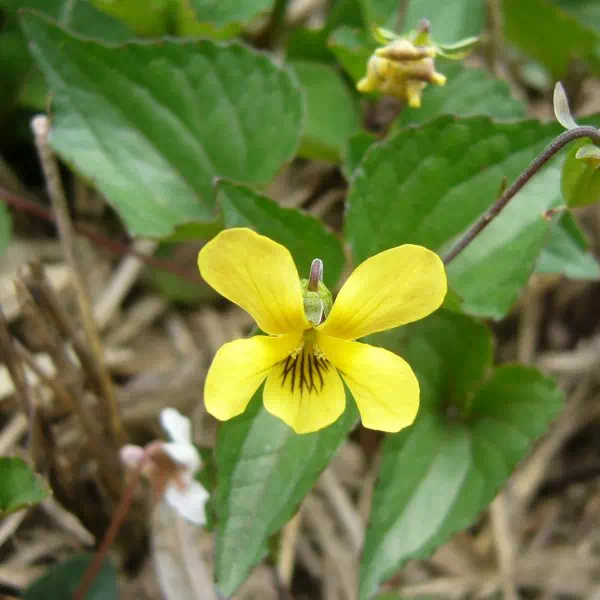 ダイセンキスミレ