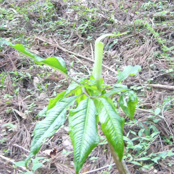 コウライテンナンショウ