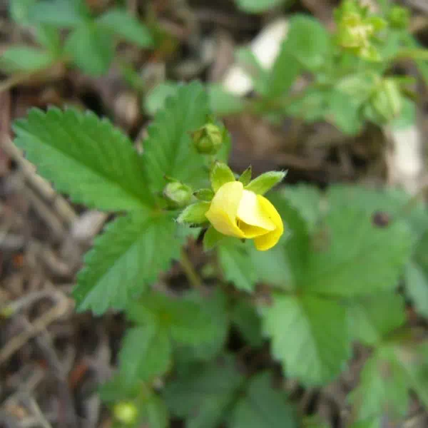 ミツバツチグリ