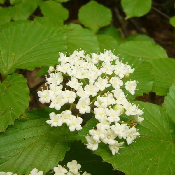 ミヤマガマズミ