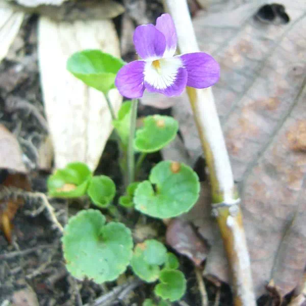 ニオイタチツボスミレ