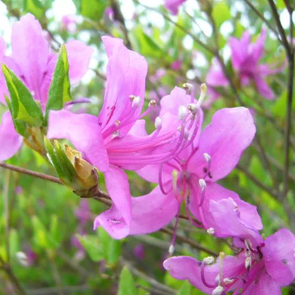 サイゴクミツバツツジ