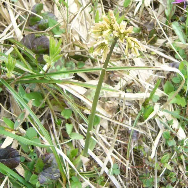 ショウジョウバカマ