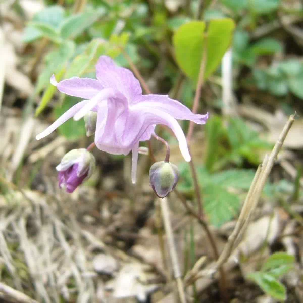 トキワイカリソウ