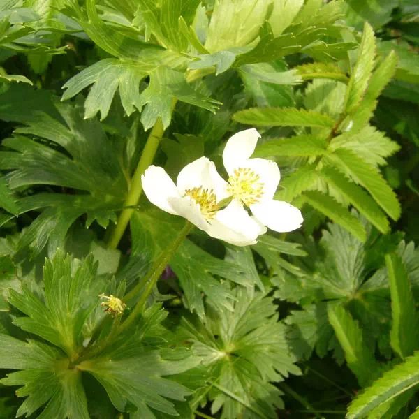 エゾハクサンイチゲ