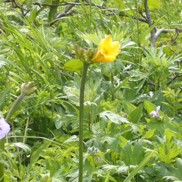 エゾカンゾウ エゾカンゾウ