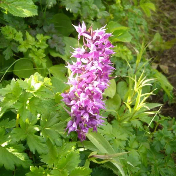 ハクサンチドリ