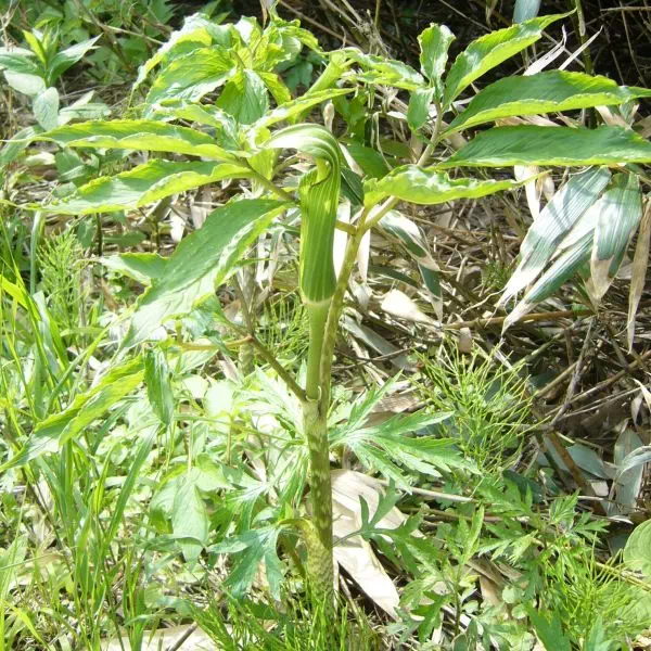 コウライテンナンショウ