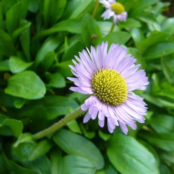 ミヤマアズマギク