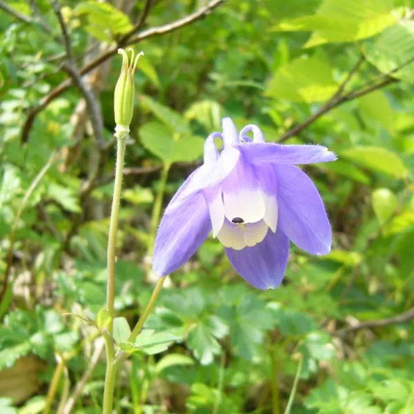 ミヤマオダマキ