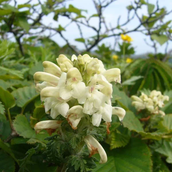 ネムロシオガマ