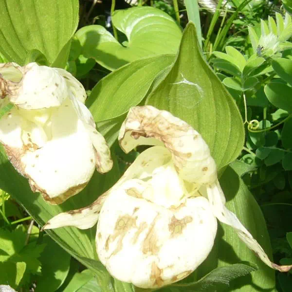 レブンアツモリソウ