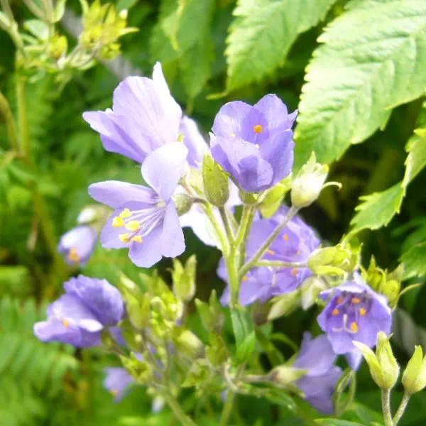 レブンハナシノブ