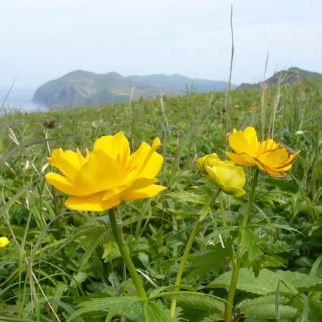 レブンキンバイソウ