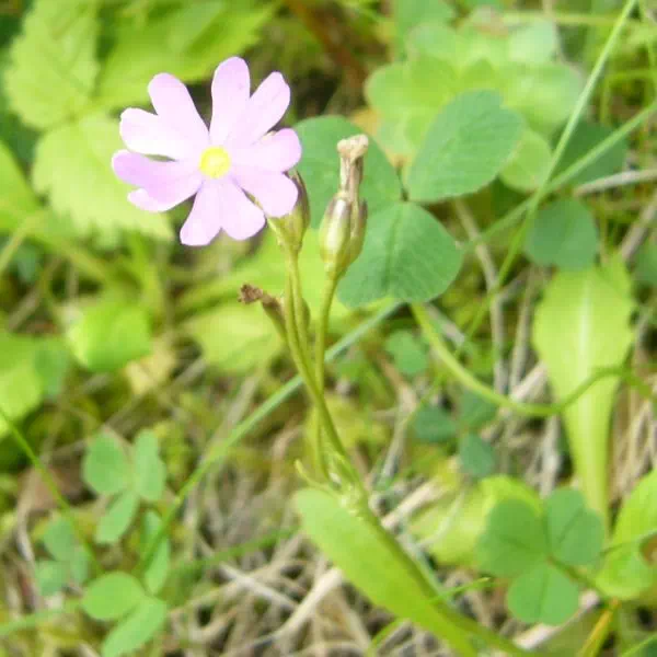 レブンコザクラ