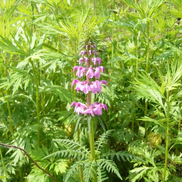 レブンシオガマ