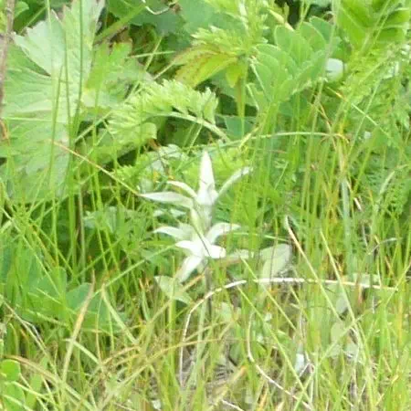 レブンウスユキソウ