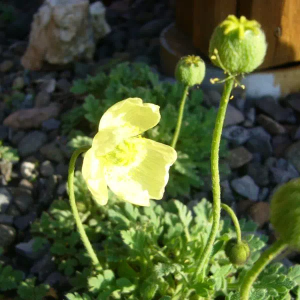 リシリヒナゲシ