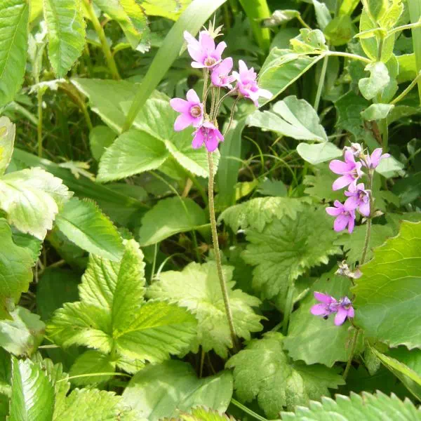 サクラソウモドキ