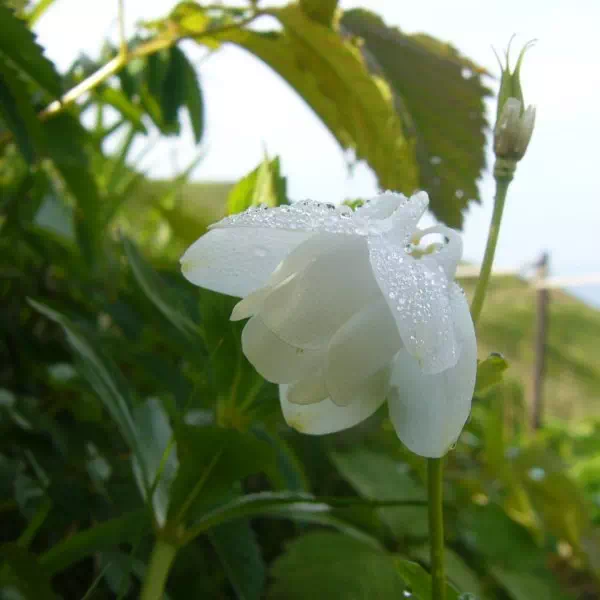 シロバナエゾミヤマオダマキ