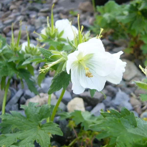 シロバナノチシマフウロ