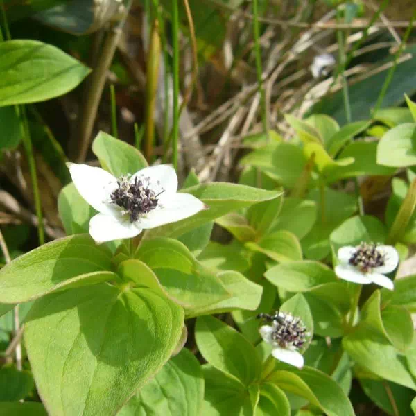 エゾノゴゼンタチバナ