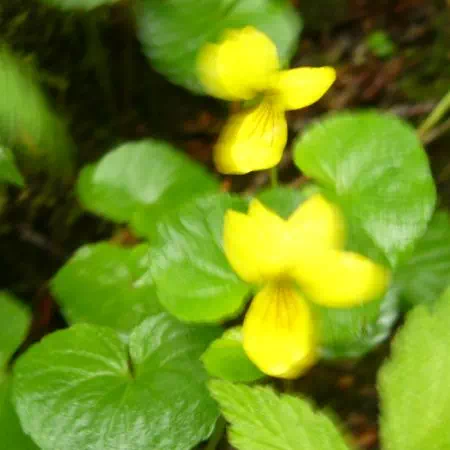 キバナノコマノツメ