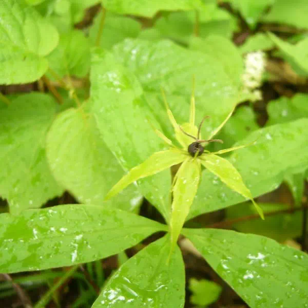 クルマバツクバネソウ