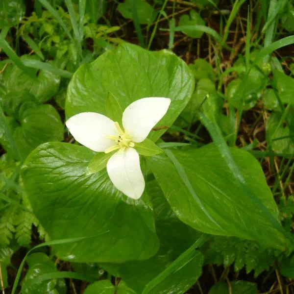 オオバナノエンレイソウ