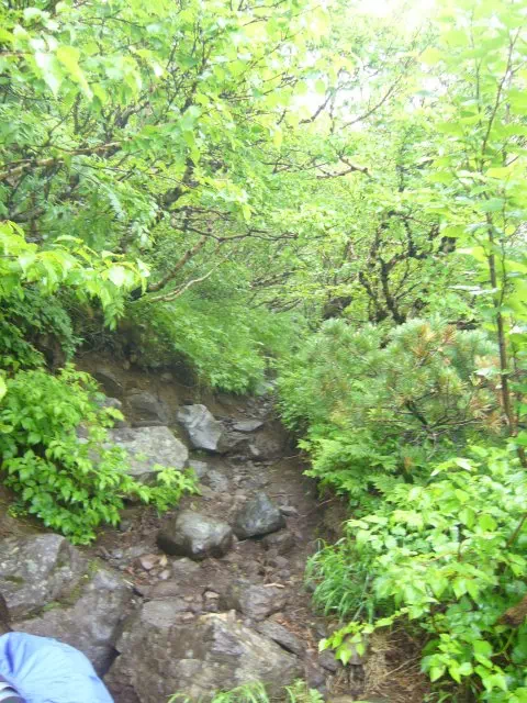 木のトンネル