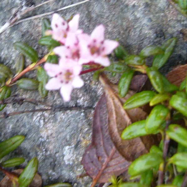 ベニバナミネズオウ