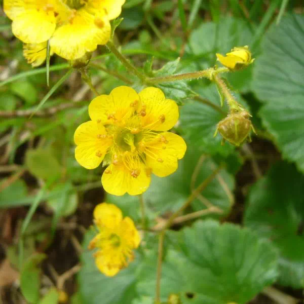 ミヤマダイコンソウ