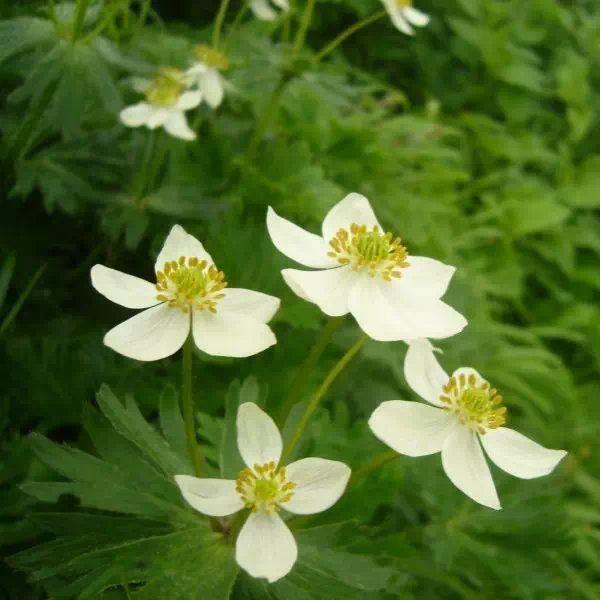 エゾハクサンイチゲ