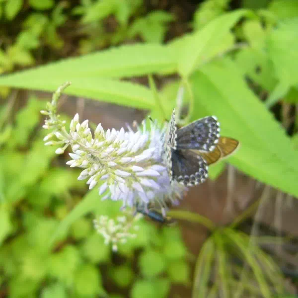 エゾルリトラノオ