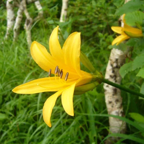 エゾゼンテイカ