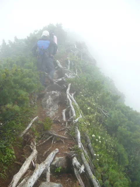 ハイマツ帯 ハイマツ帯